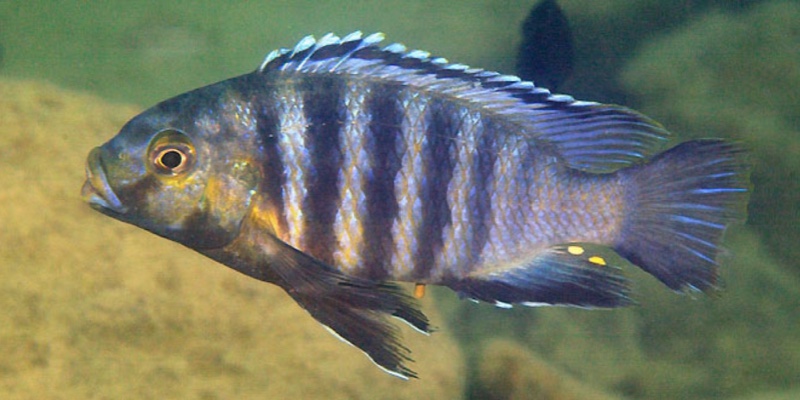 Petrotilapia genalutea 'Nakantenga Island'